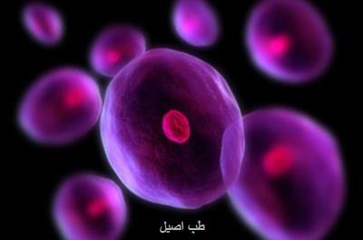 افتتاح بانک سلول های بنیادی خون قاعدگی در ایران