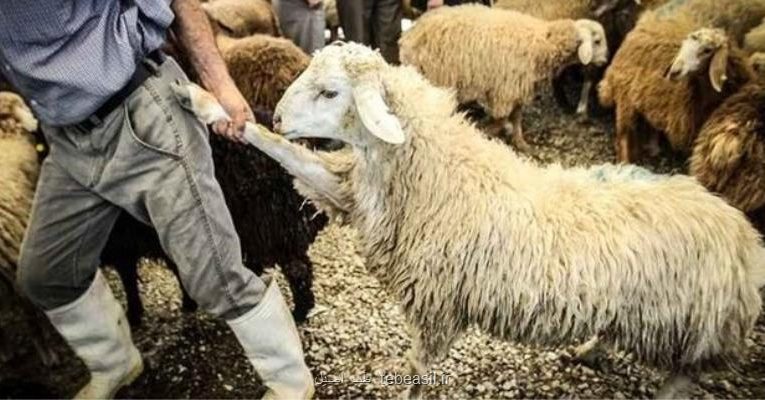 سفارش های وزارت بهداشت درباره مراسم عید قربان و ذبح دام