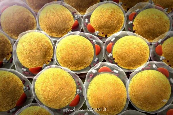آیا چربی سلول های سرطانی را تکثیر می کند؟