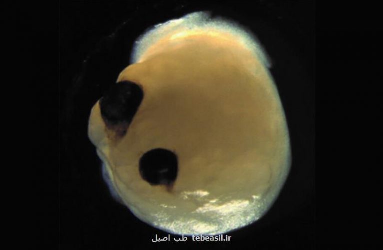 عجیب و باورنکردنی