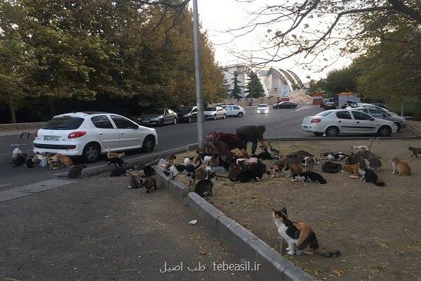 غذادادن به حیوانات خیابانی اقدامی انسانی با چالش های بهداشتی