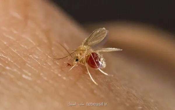 در گفت وگو با طب اصیل اعلام شد ابتلای ۴۸۰۰ نفر به سالک امسال